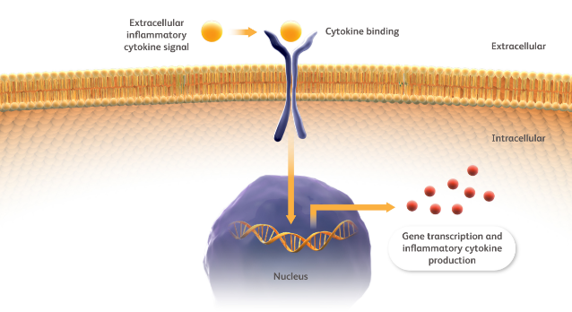 Diagram of a signal transduction pathway from extracellular cytokines to intracellular action.